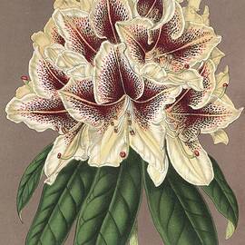 Rhododendrum Archiduc Albert