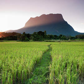 Rice Fields by Enviromantic