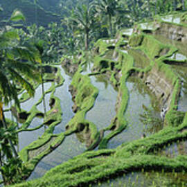 Rice Terraces, Bali, Indonesia by Peter Adams