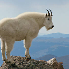 Rocky Mountain Goat On Rock Looking Down by Sandra Leidholdt