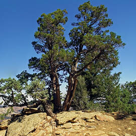 Rocky Mountain Junipers on Rock by Sally Weigand