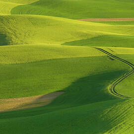 Rolling Fields Of Wheat And Peas In by Darrell Gulin