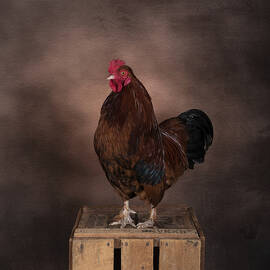 Rooster by Louise Wolbers