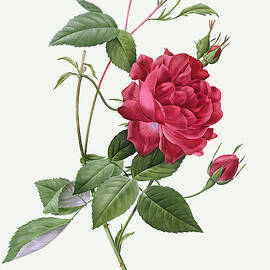 Rosa Indica Cruenta, 1817 by Pierre-Joseph Redoute