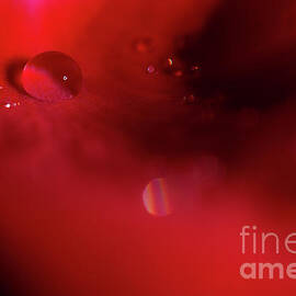 Rose Petal Droplet 2 by Mike Eingle