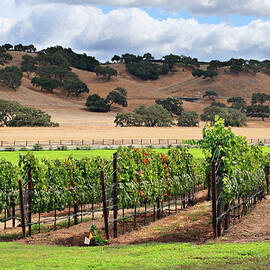 Rows Of Grape Vines At A Vineyard In by S. Greg Panosian
