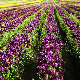 Rows Of Tulips by Andipantz