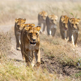 Royal Queens by Tomer