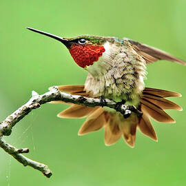 Ruby Throated Hummingbird 4 by Christina Rollo