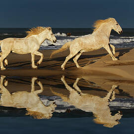 Running Camargue Horses And Reflection by Adam Jones