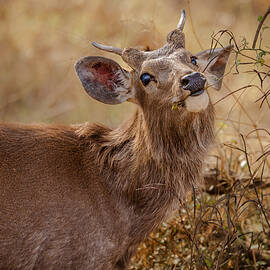 Sambar Deer Moody by Abhinav Sharma