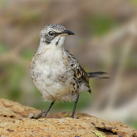 San Cristobal Mockingbird Or Chatham by Adam Jones