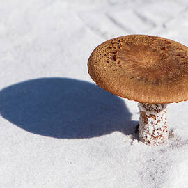 Sand Mushroom
