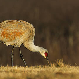 Sandhill Crane by Darlene Hewson