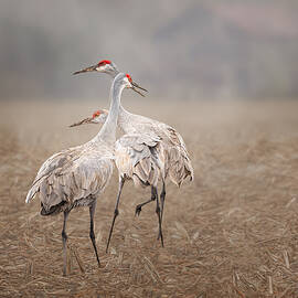 Sandhill Crane Family by Jennifer Chen