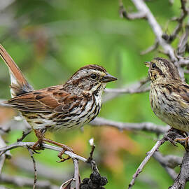 Savannah Sparrow Parent and Youngster 1 by Linda Brody