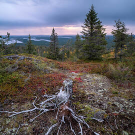 Scenic Landscape With Stump And Roots by Jani Riekkinen
