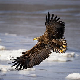 Sea Eagle by Joanna W