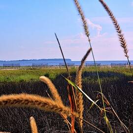 Sea Grass At The Marsh by Lisa Wooten