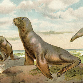 Sea Lions Playing On Shore by Bettmann