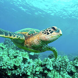 Sea Turtle In Coral, Hawaii by M Sweet