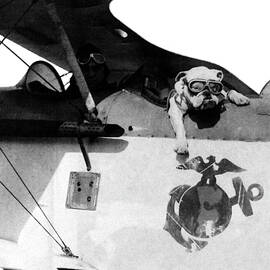 Sergeant Jiggs, Usmc Mascot, 1924 by SCIENCE SOURCE