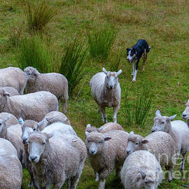 Shepherd and sheepdog herding sheep g2 by Dan Yeger