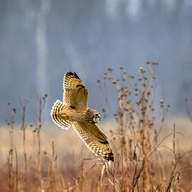 Short Eared Owl 3 by Jian Xu