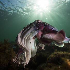 Showing Off by Richard Wylie