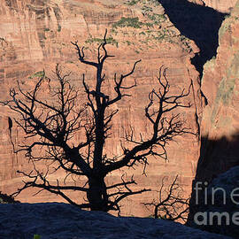 Silhouette Tree Against Canyon De Chelly Cliff Wall by Debby Pueschel