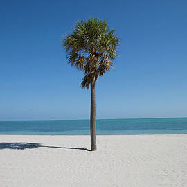 Single Palm Tree On Crandon Beach by Buena Vista Images