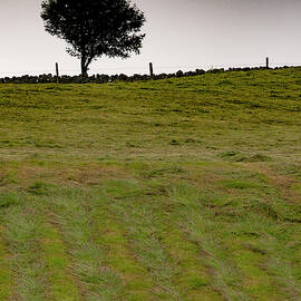 Single Tree In A Hay Field by Clive Beake