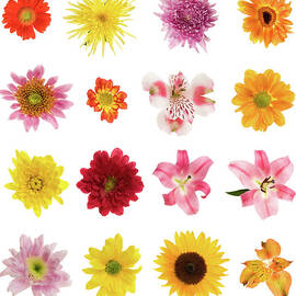 Sixteen Different Flowers by Photovideostock