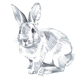 Aggregate 120+ pencil sketch bunny