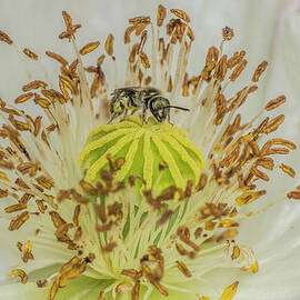 Smeathmans Furrow Bee Visiting Poppy [papaver Sp.], Wales