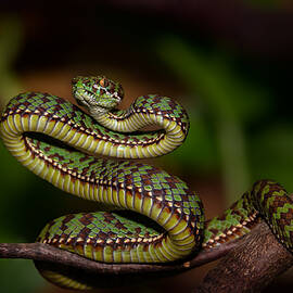 Snake by Joko imic