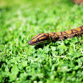 Snakey by By John Carleton