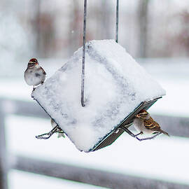 Snow Birds by Donna Twiford