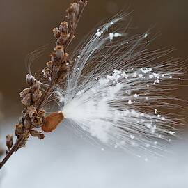 Snow Seed by Greg Hayhoe