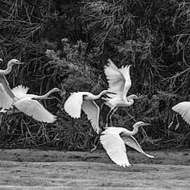 Snowy Egrets Flight 4110-101218-3cr-bw by Tam Ryan