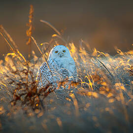 Snowy Owl At Sunrise by Siyu And Wei Photography