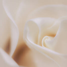 Soft Dreamy White Rose by Hblee