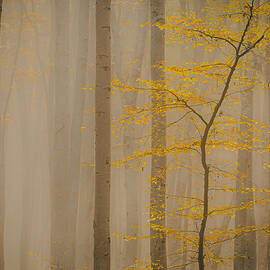 Soft Forest In Fall by Vio Oprea