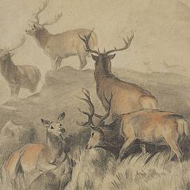 Some Of The Best Harts In The Forest by Sir Edwin Henry Landseer