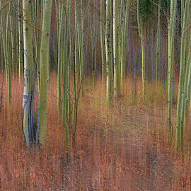 Soothing Wilderness Wonder by James BO Insogna