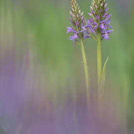 Southern Marsh-orchid Groot Schietveld, Wuustwezel by Bernard Castelein / Naturepl.com