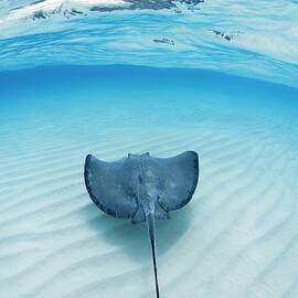 Southern Sting Ray At Stingray City by Justin Lewis