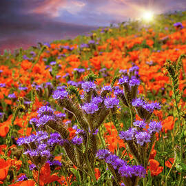 Special Moments in Time - Superbloom 2019 by Lynn Bauer