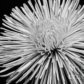 Spider Mum Black And White by Sharon McConnell
