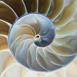 Spiral Pattern Of Nautilus Shell by Mike Hill